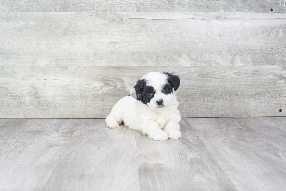 Teddy Bear Pup Being Cute