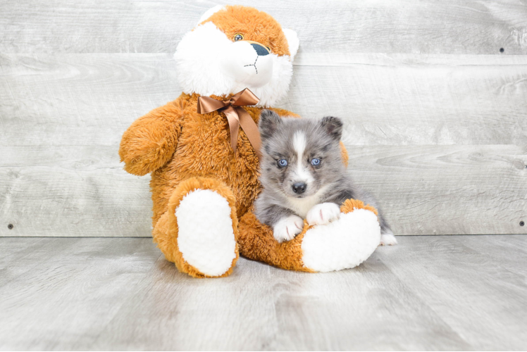 Small Pomsky Baby