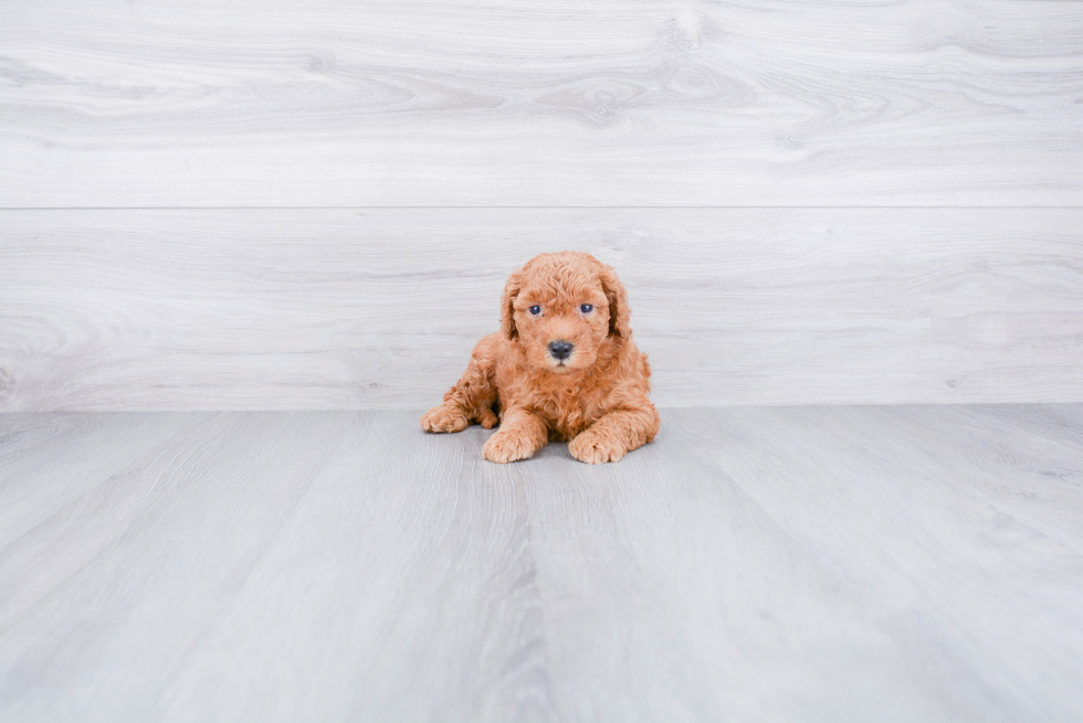 Best Mini Goldendoodle Baby