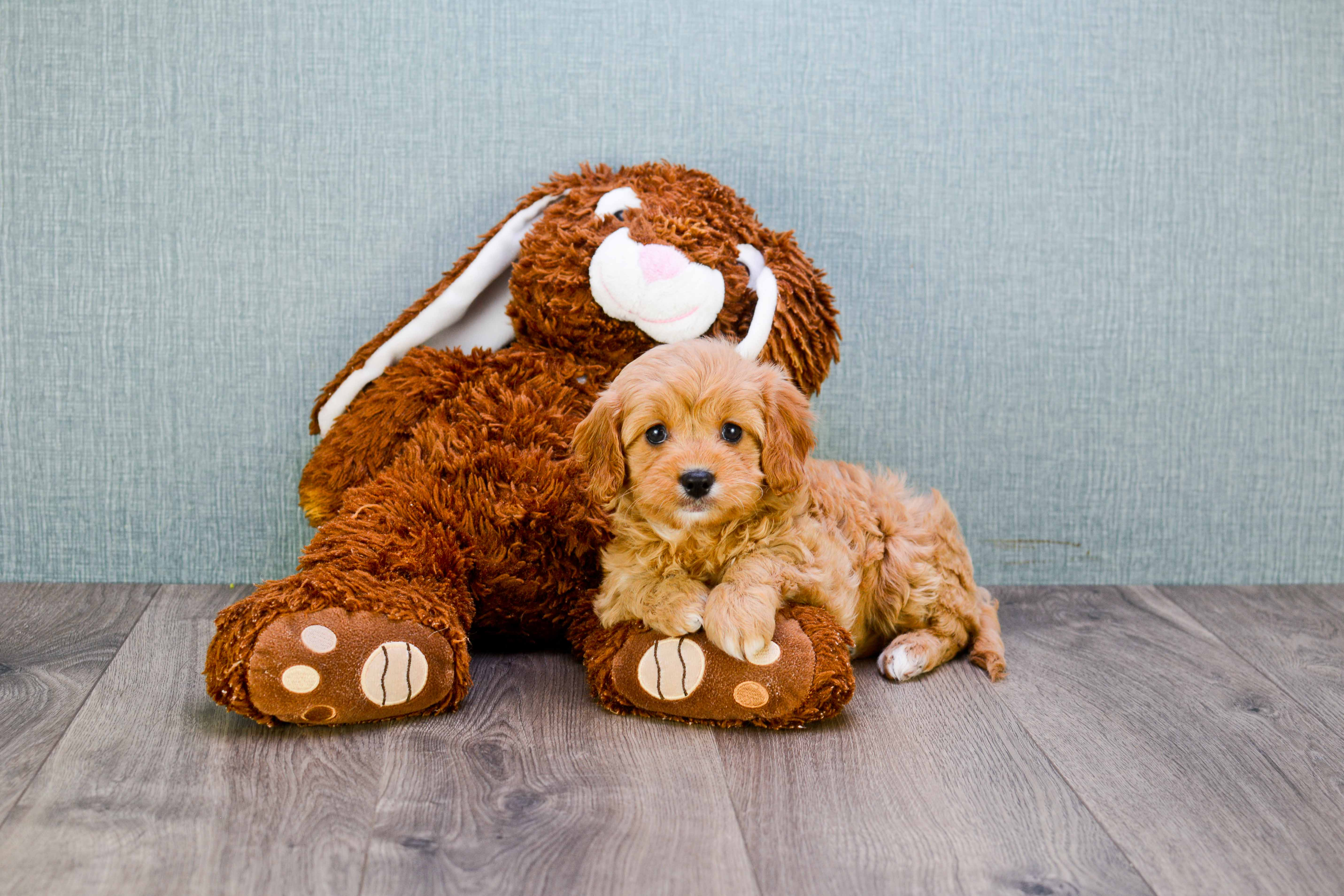 Best Cavapoo Baby