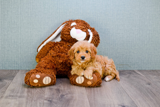 Best Cavapoo Baby