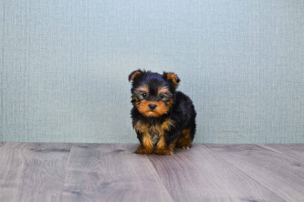 Meet Trigger - our Yorkshire Terrier Puppy Photo 