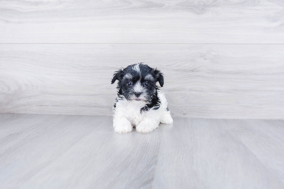 Fluffy Maltipoo Poodle Mix Pup