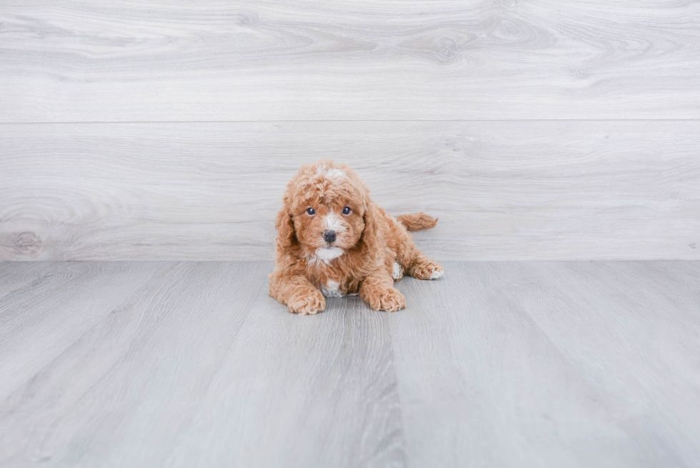 Cavapoo Pup Being Cute