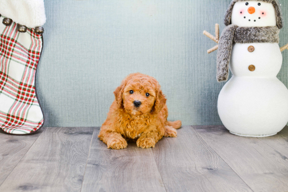 Best Mini Goldendoodle Baby