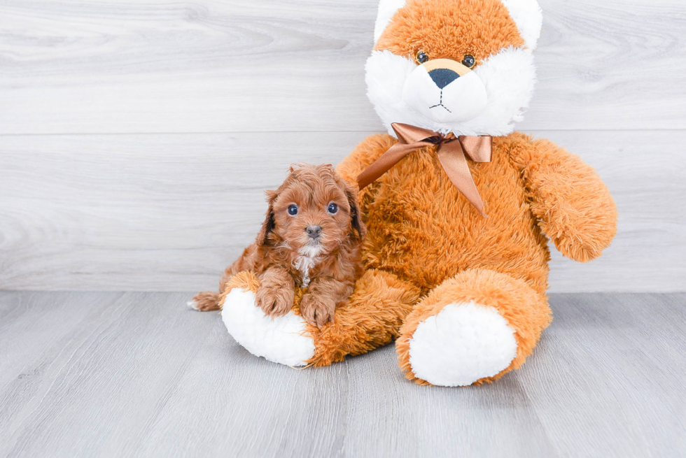 Funny Cavapoo Poodle Mix Pup