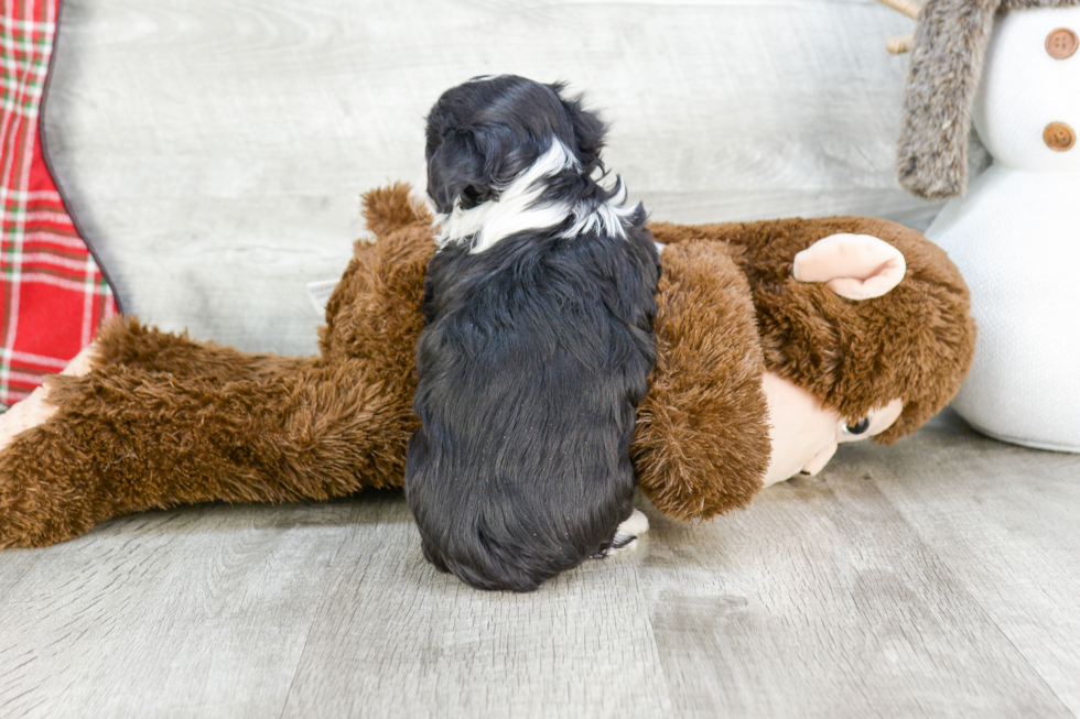 Fluffy Havanese Purebred Puppy