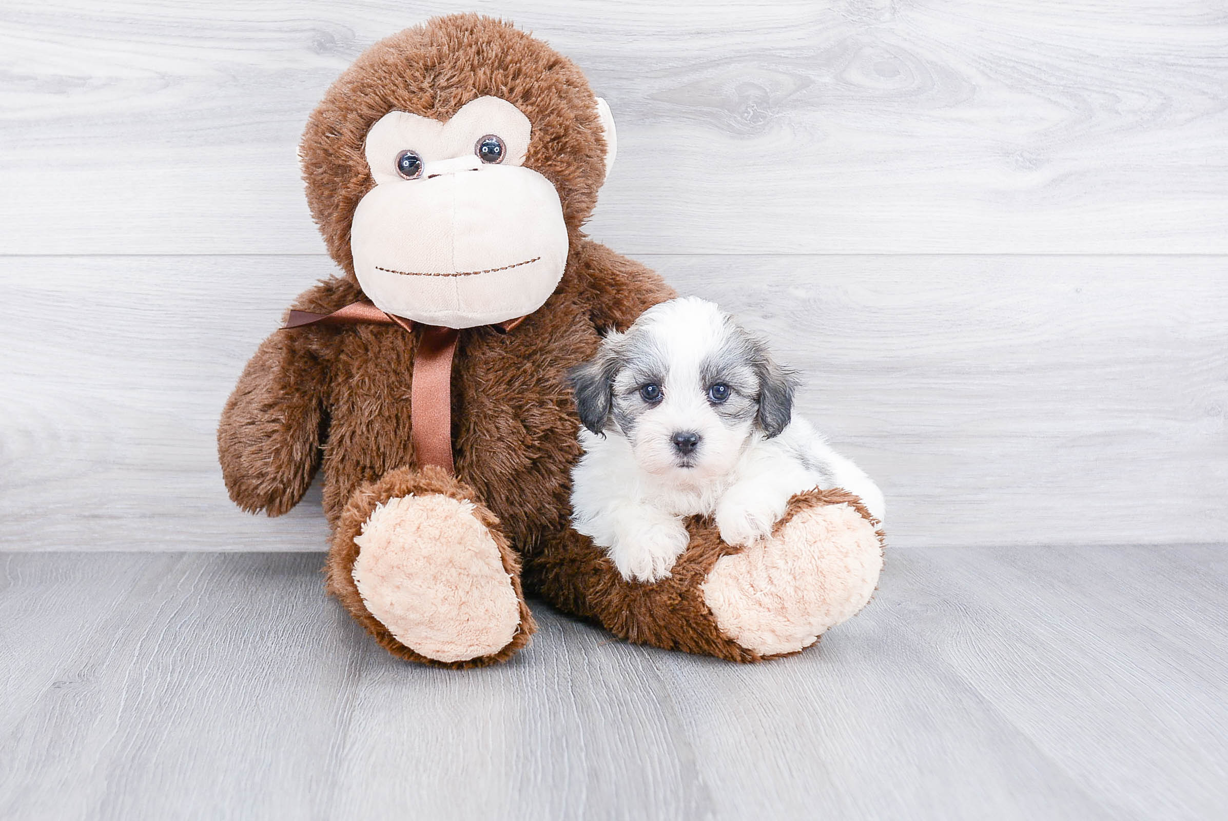 Sweet Teddy Bear Baby