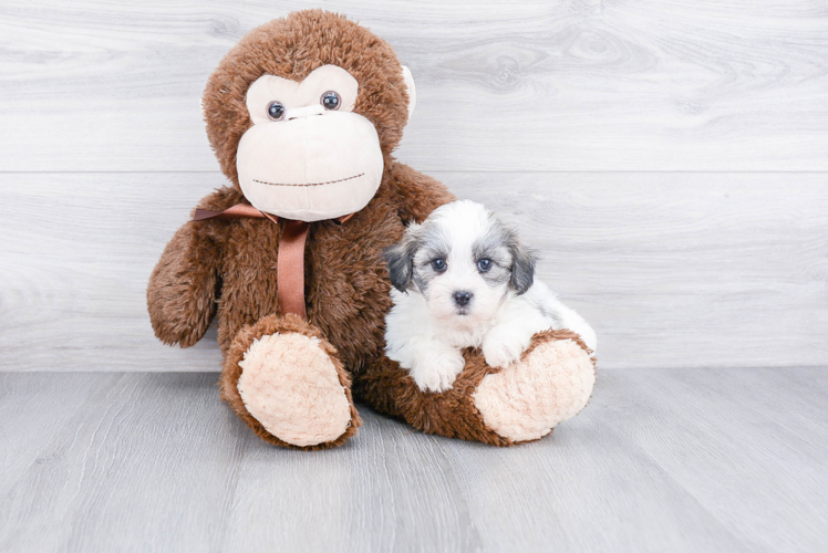 Sweet Teddy Bear Baby