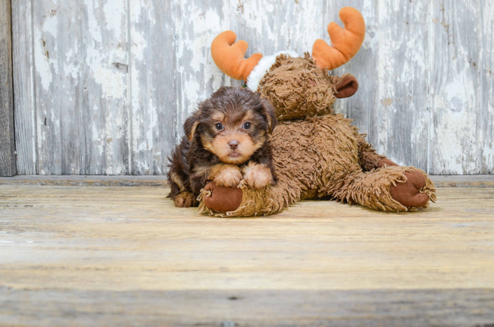 Cute Yorkie Poo Baby