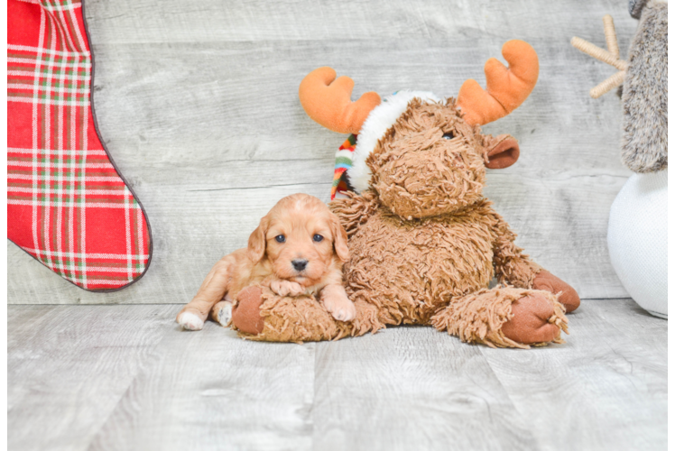 Happy Cavapoo Baby