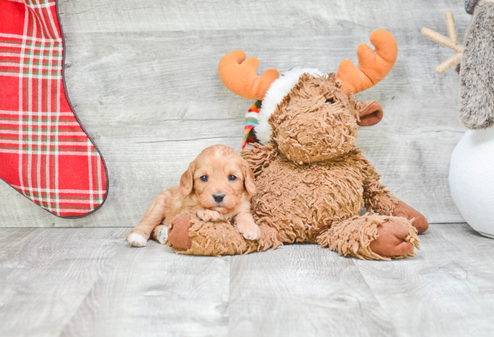 Happy Cavapoo Baby