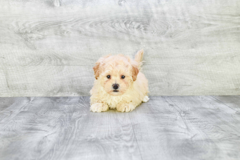 Petite Maltipoo Poodle Mix Pup