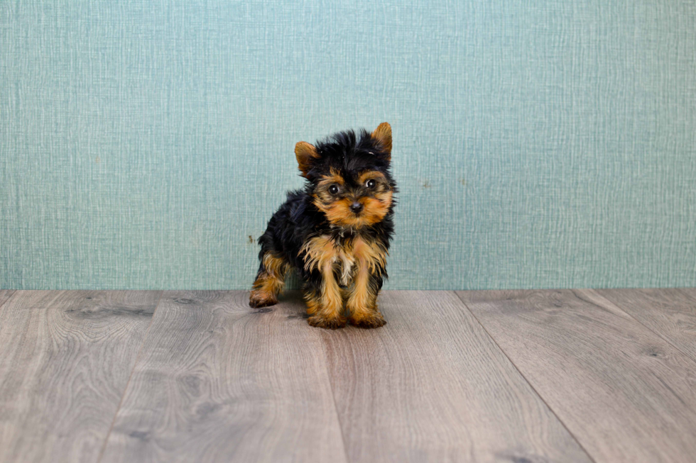 Meet Giselle - our Yorkshire Terrier Puppy Photo 