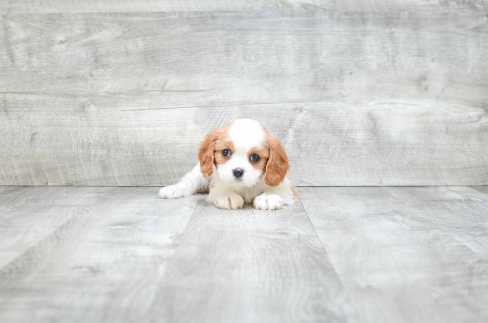 Hypoallergenic Cavalier King Charles Spaniel Purebred Pup