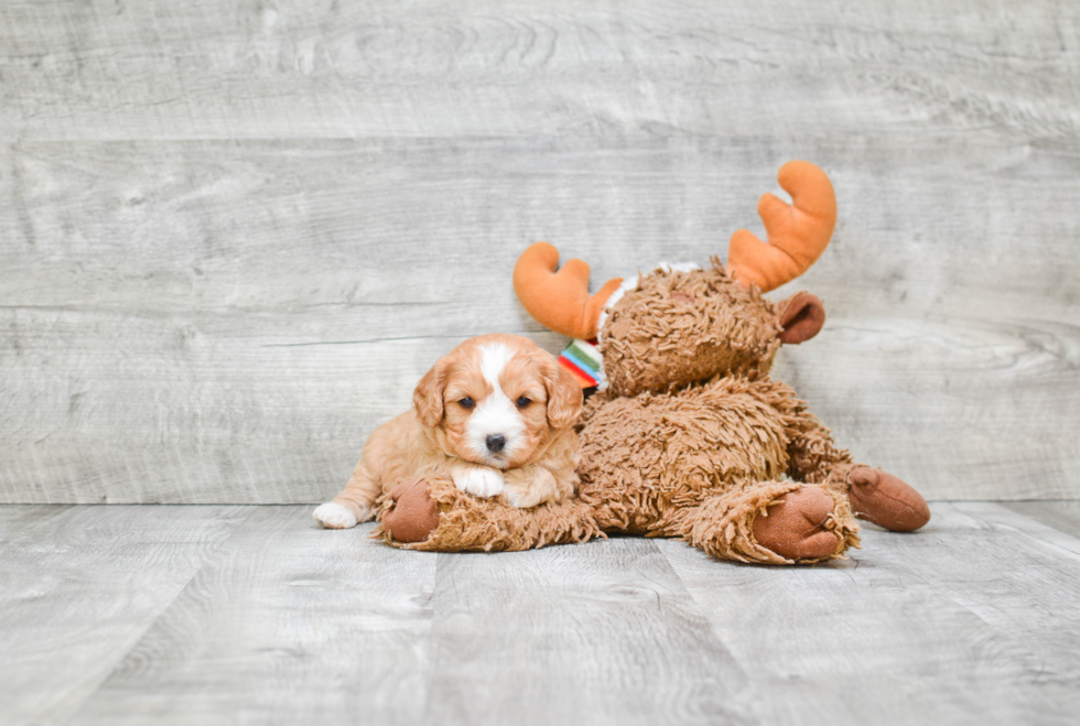 Sweet Cavapoo Baby