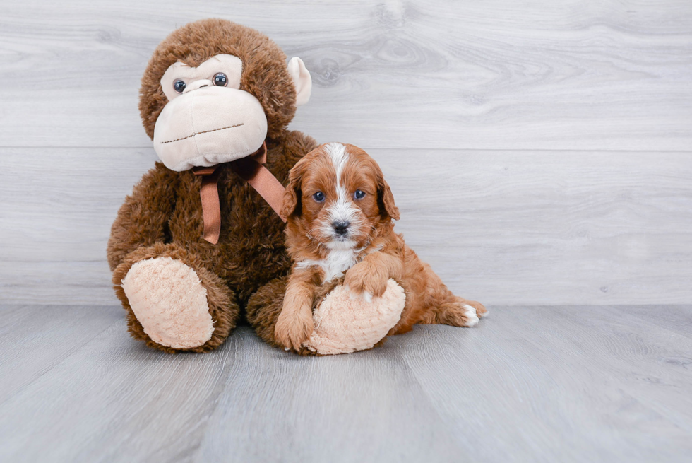 Little Cavoodle Poodle Mix Puppy