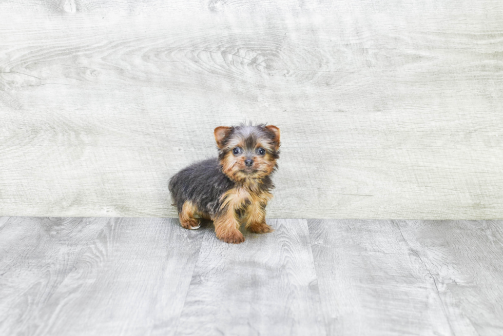 Meet Rebecca - our Yorkshire Terrier Puppy Photo 