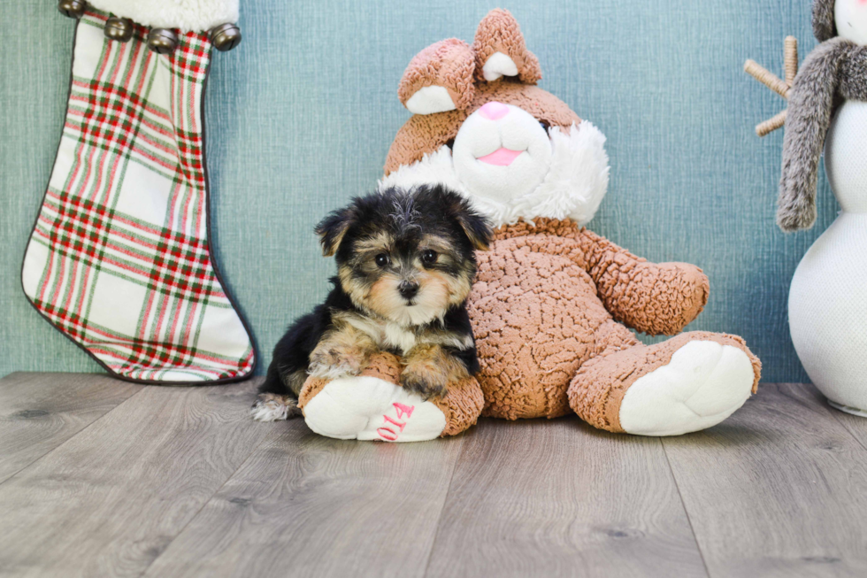 Fluffy Morkie Designer Pup