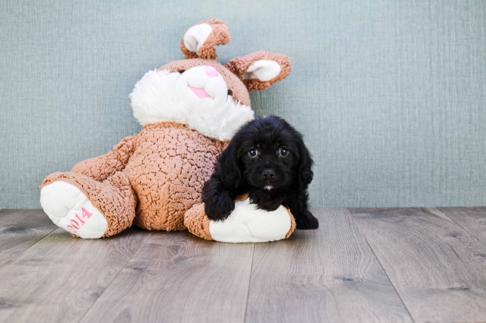 Best Cavapoo Baby