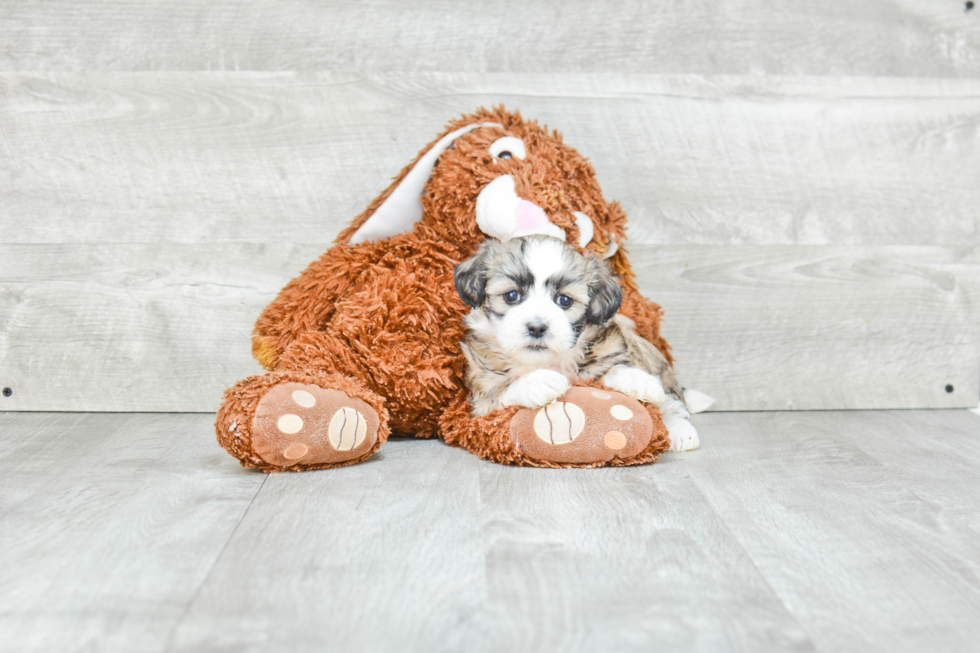 Teddy Bear Pup Being Cute