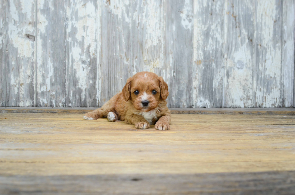 Funny Cavapoo Poodle Mix Pup