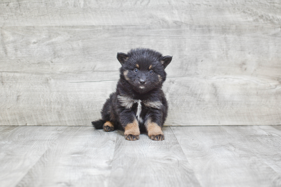 Pomsky Puppy for Adoption