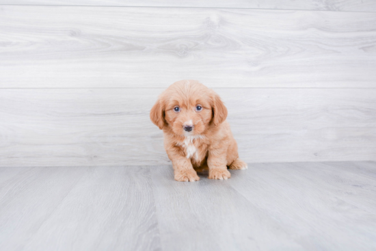 Popular Mini Bernedoodle Poodle Mix Pup