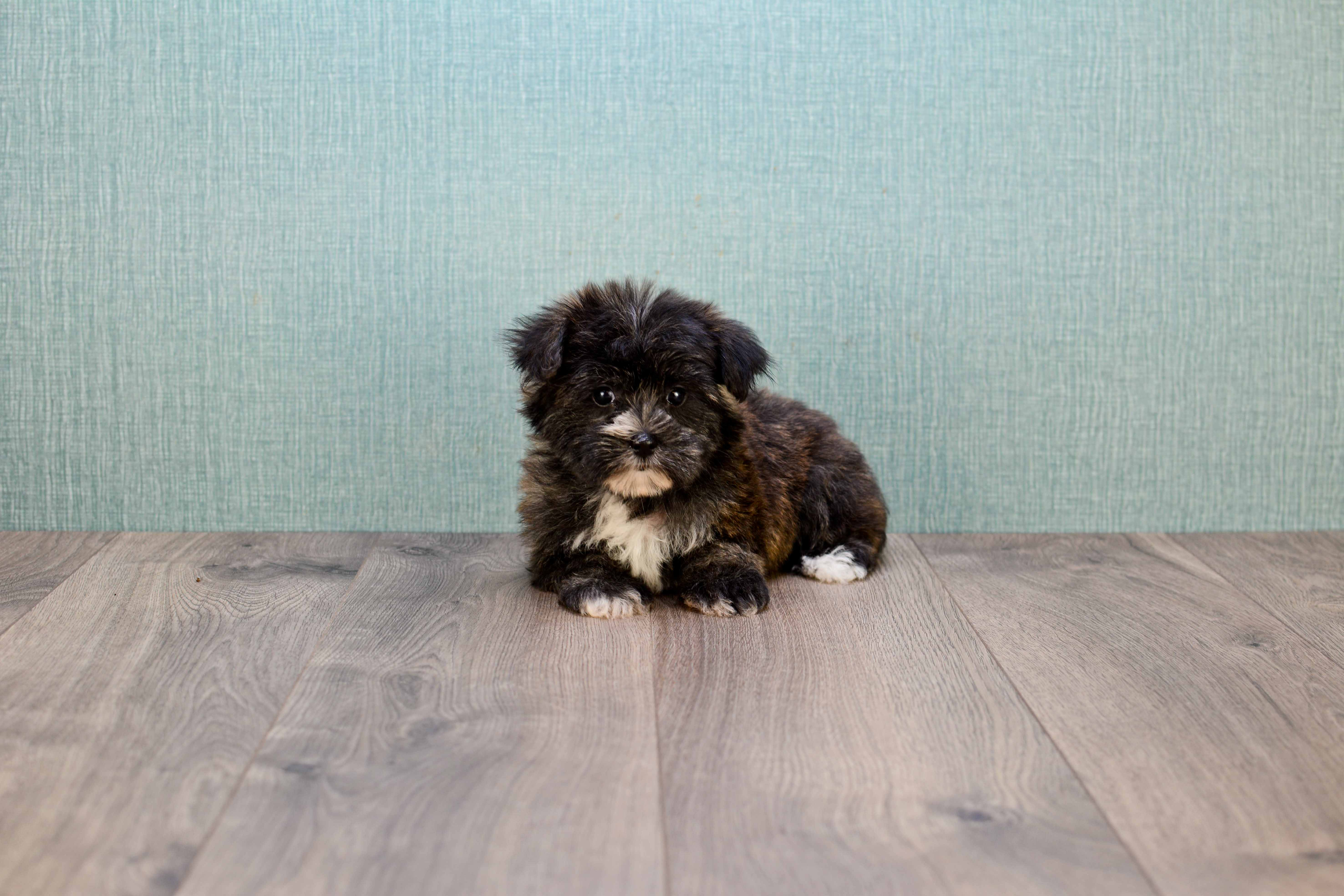 Best Morkie Baby