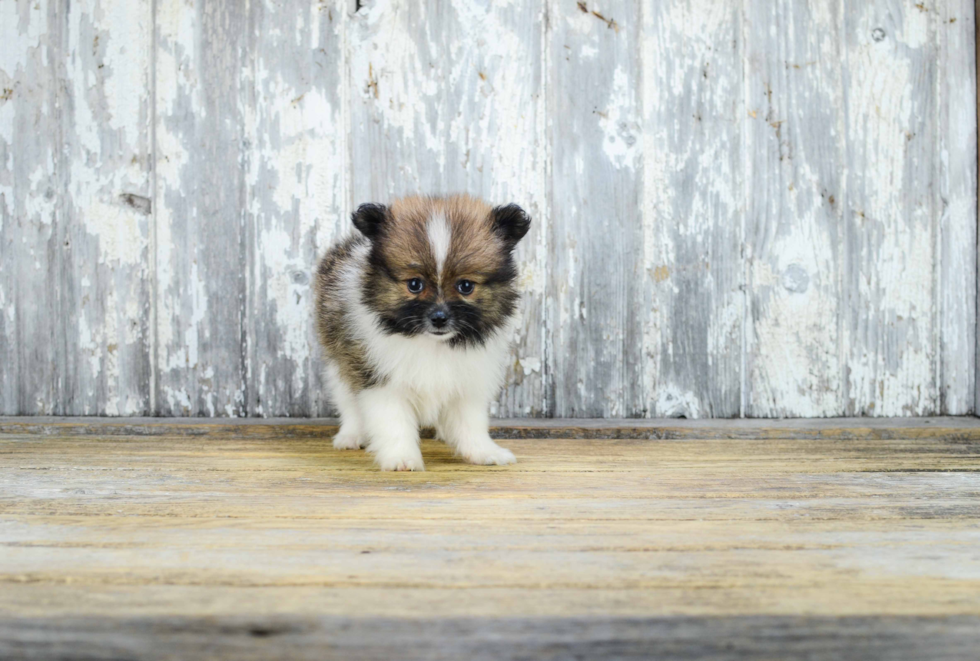 Funny Pomeranian Baby