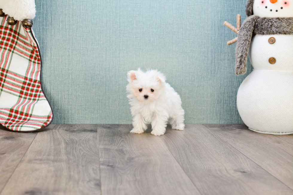 Popular Maltese Purebred Pup