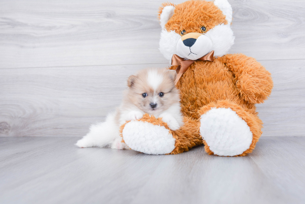 Playful Pomeranian Purebred Pup