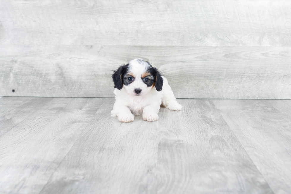 Cavachon Pup Being Cute