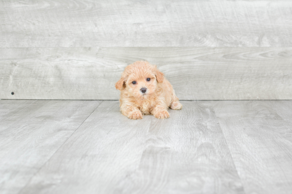 Playful Maltese Poodle Poodle Mix Puppy