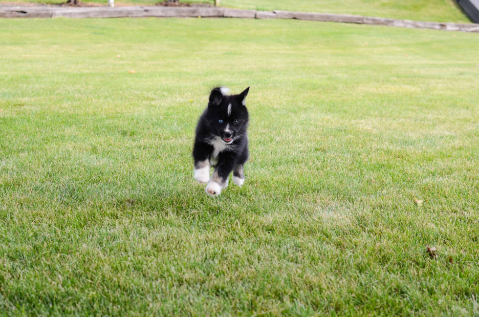 Best Pomsky Baby