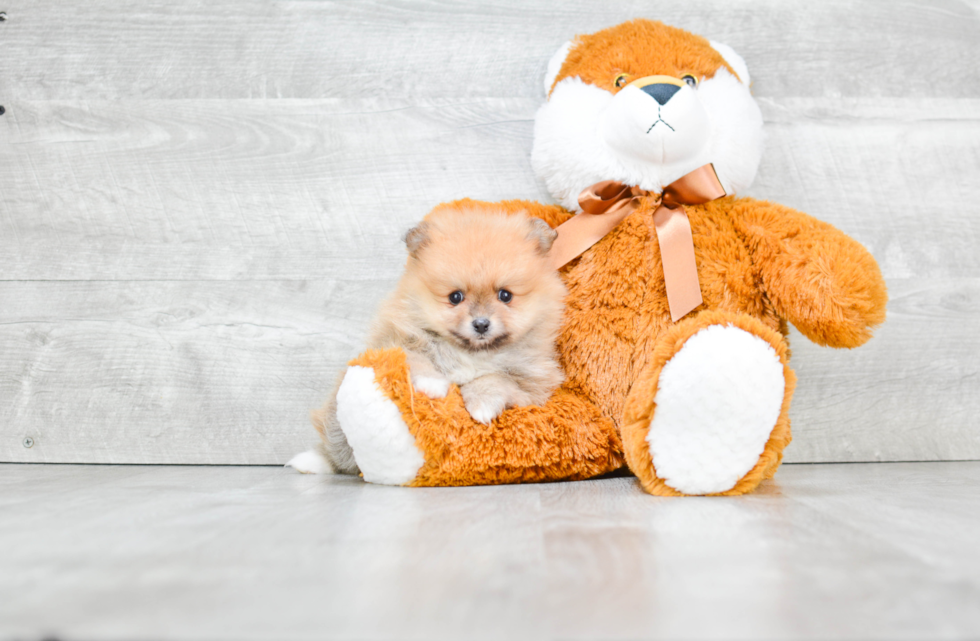 Pomeranian Puppy for Adoption