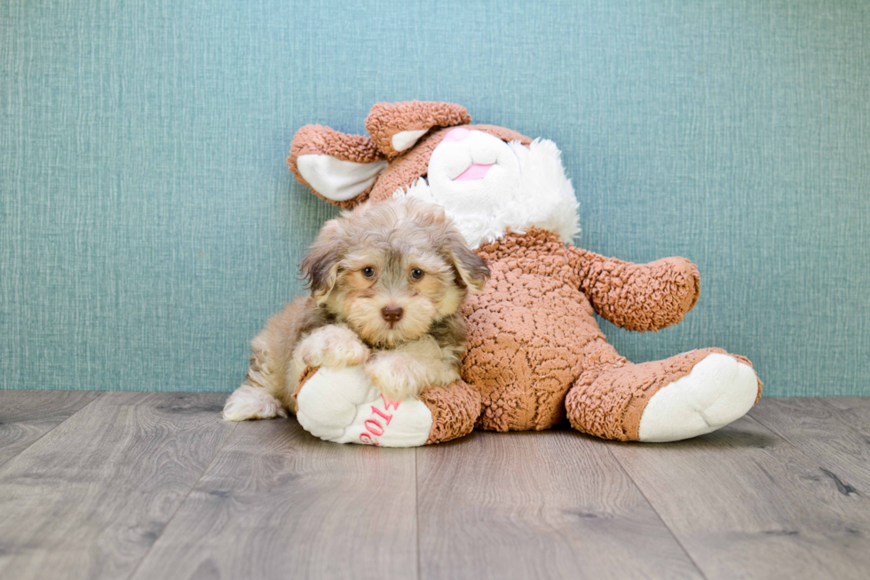 Havanese Pup Being Cute