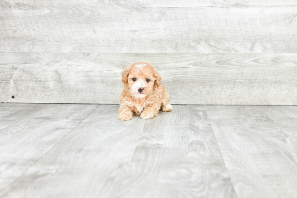 Best Maltipoo Baby