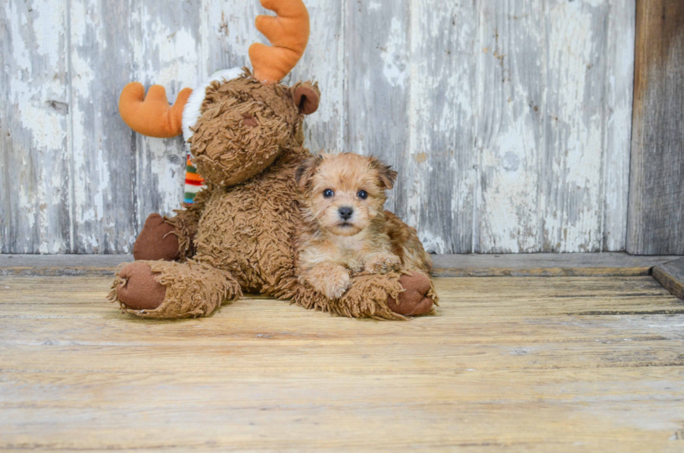 Smart Morkie Designer Pup