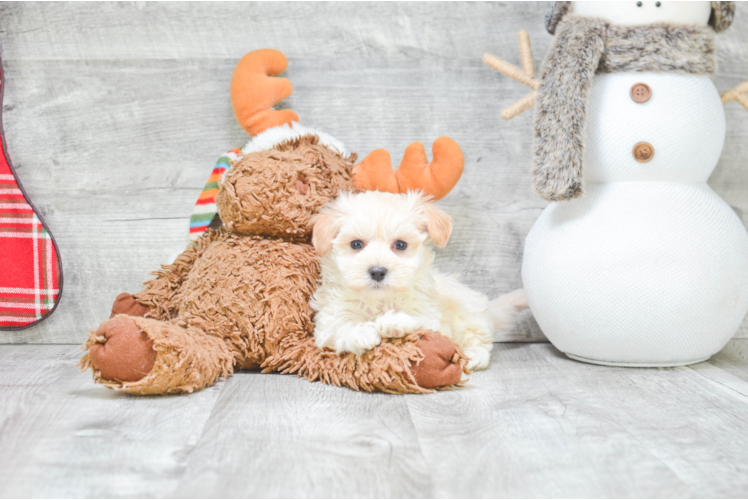 Maltipoo Pup Being Cute