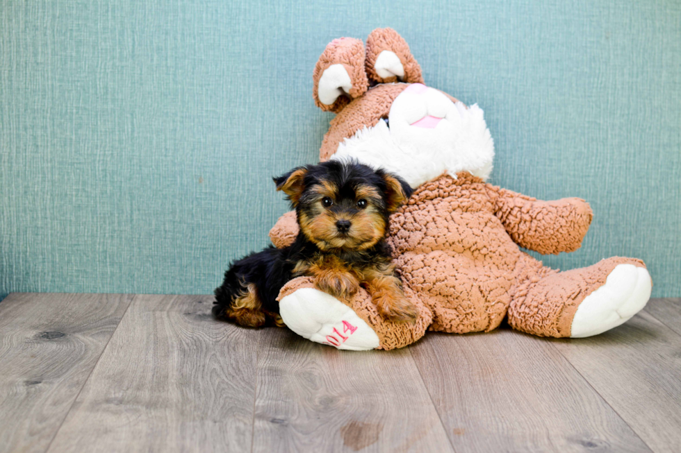 Meet Bella - our Yorkshire Terrier Puppy Photo 