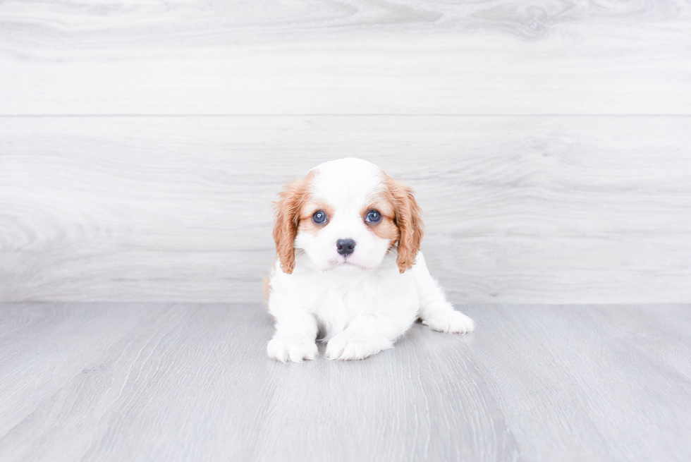 Cavalier King Charles Spaniel Puppy for Adoption