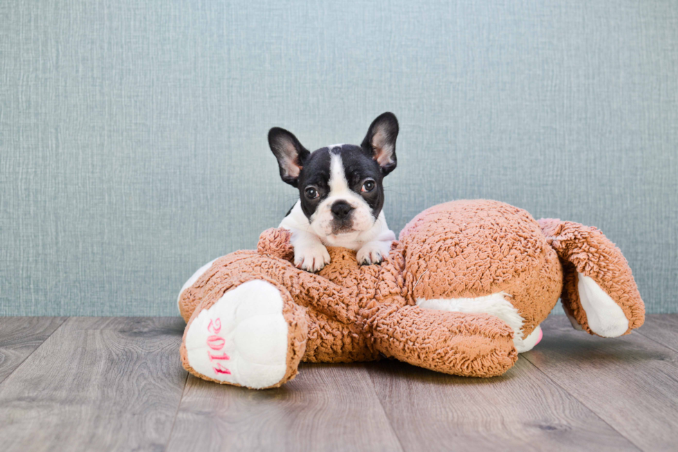 French Bulldog Puppy for Adoption