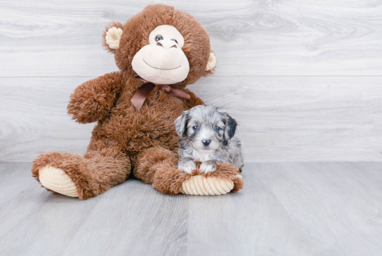 Adorable Aussiepoo Poodle Mix Puppy