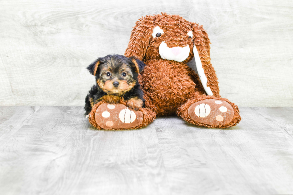 Meet Izzie - our Yorkshire Terrier Puppy Photo 