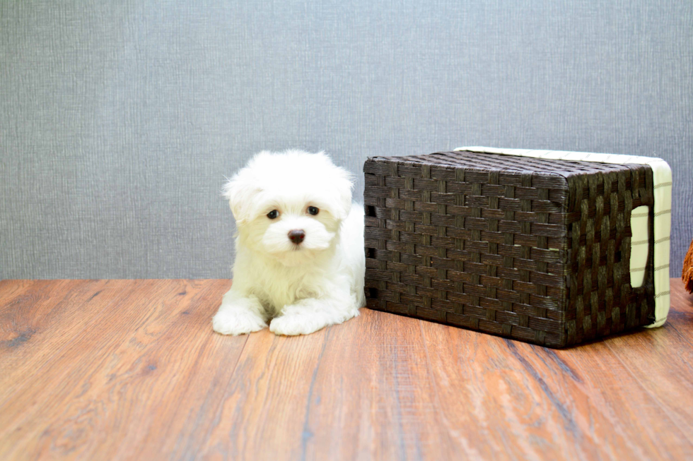 Maltese Pup Being Cute