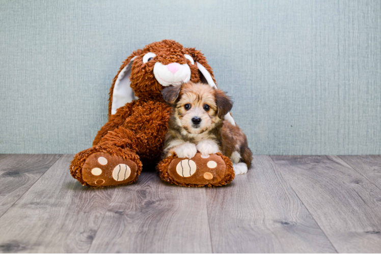 Morkie Pup Being Cute