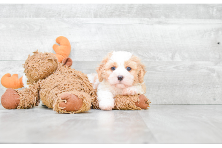 Cavachon Pup Being Cute