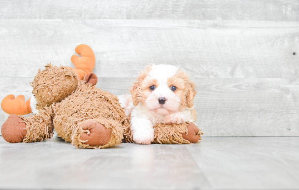 Cavachon Pup Being Cute