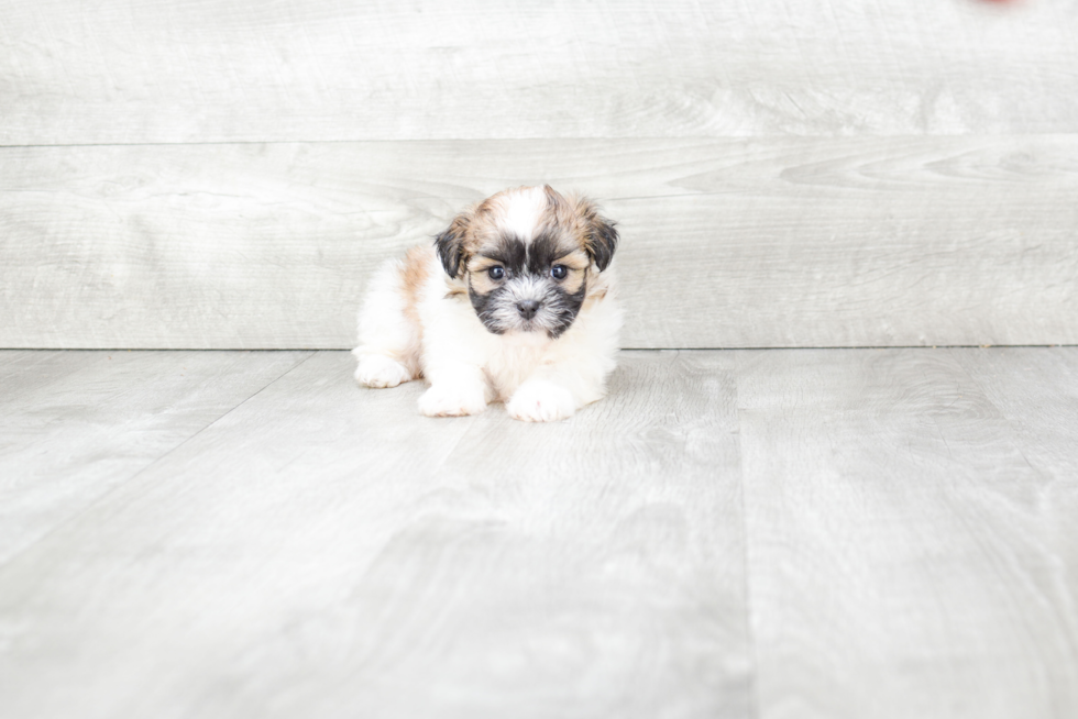 Teddy Bear Pup Being Cute